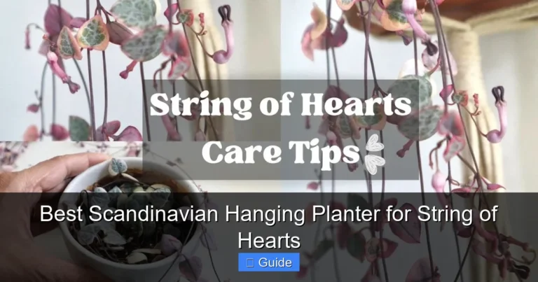 Best Scandinavian Hanging Planter for String of Hearts