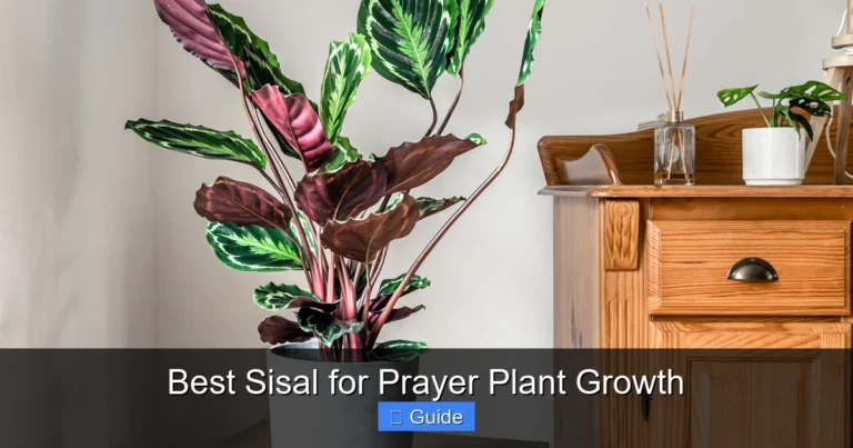 Best Sisal for Prayer Plant Growth