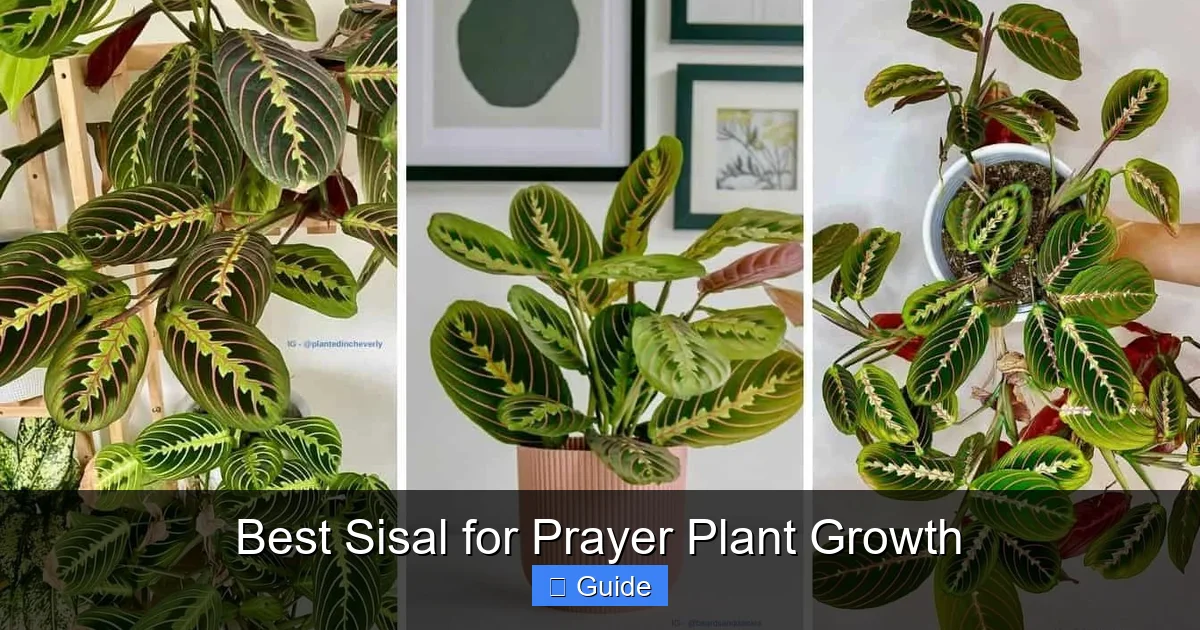 Best Sisal for Prayer Plant Growth