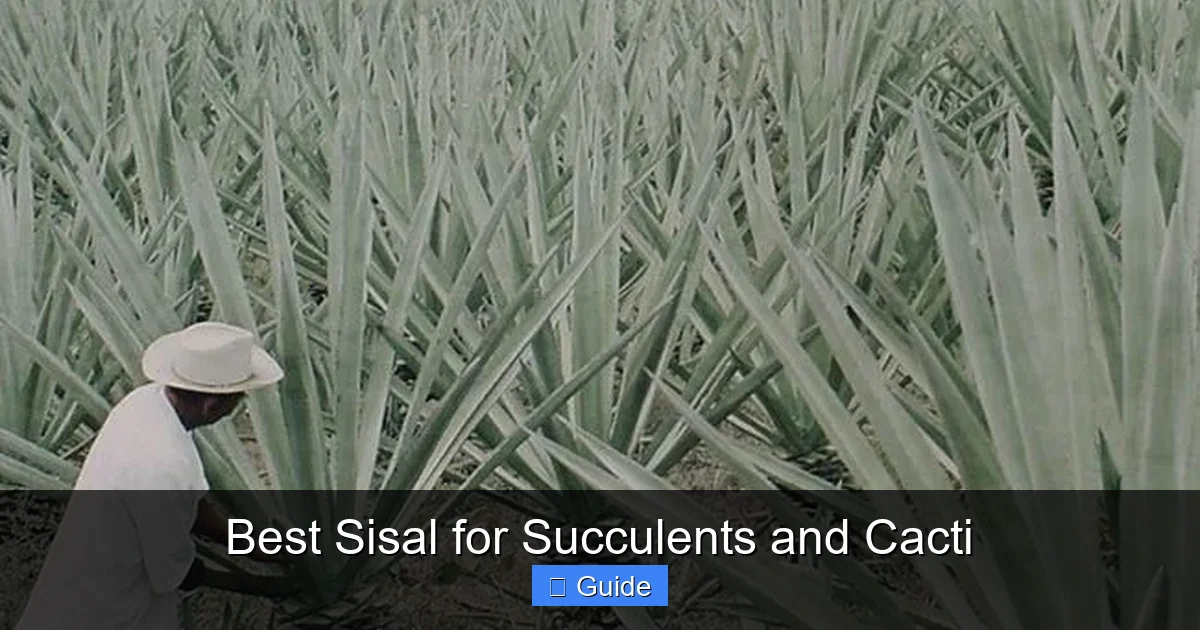 Best Sisal for Succulents and Cacti