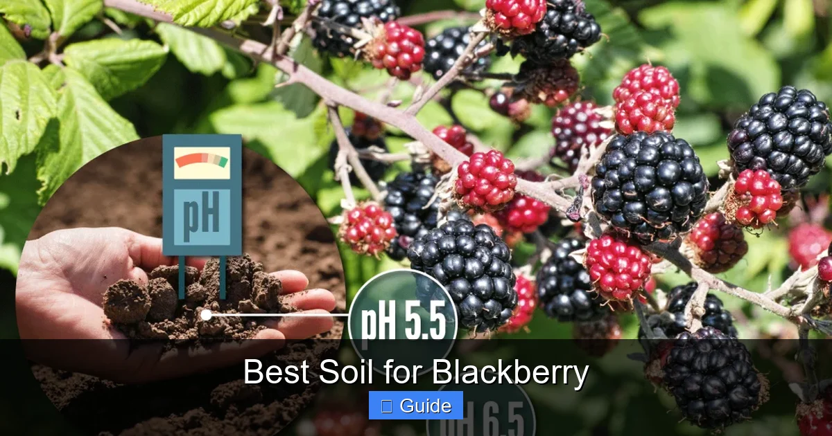 Best Soil for Blackberry