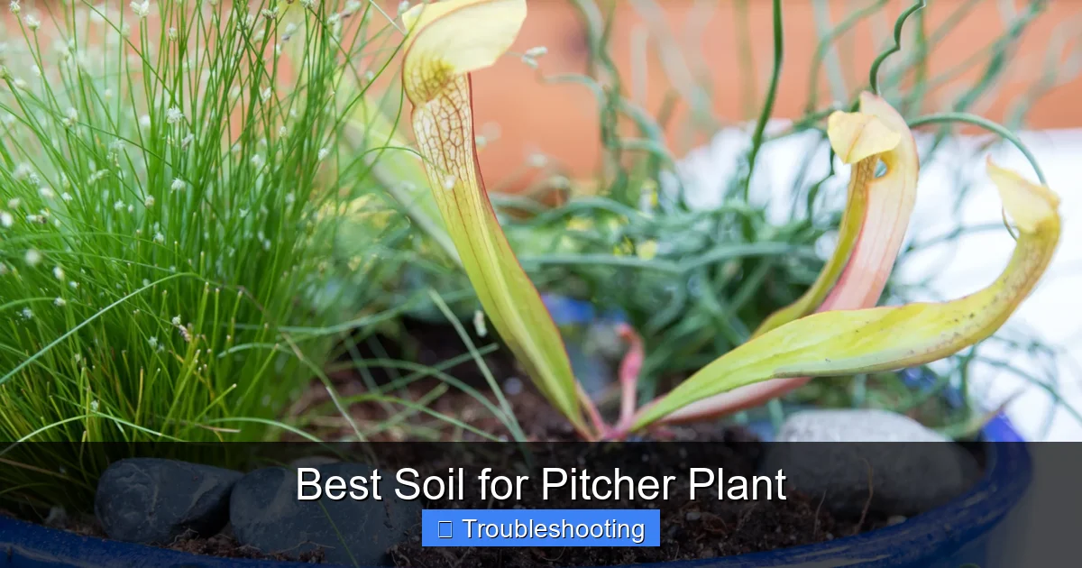 Best Soil for Pitcher Plant