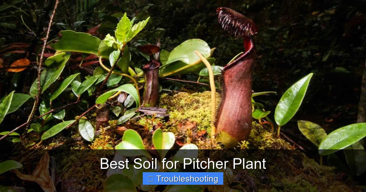 Best Soil for Pitcher Plant