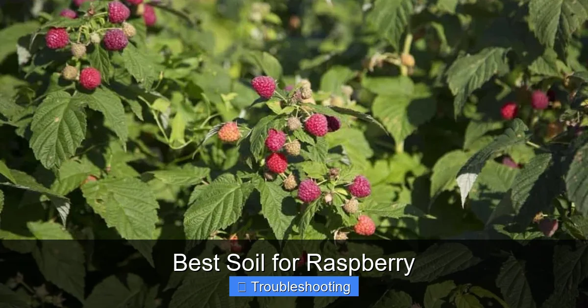Best Soil for Raspberry