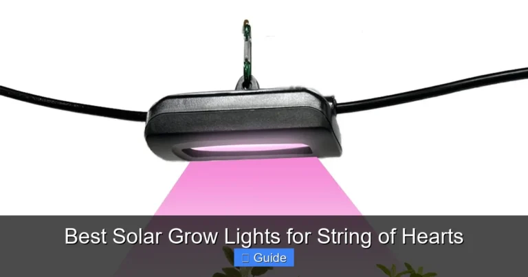 Best Solar Grow Lights for String of Hearts