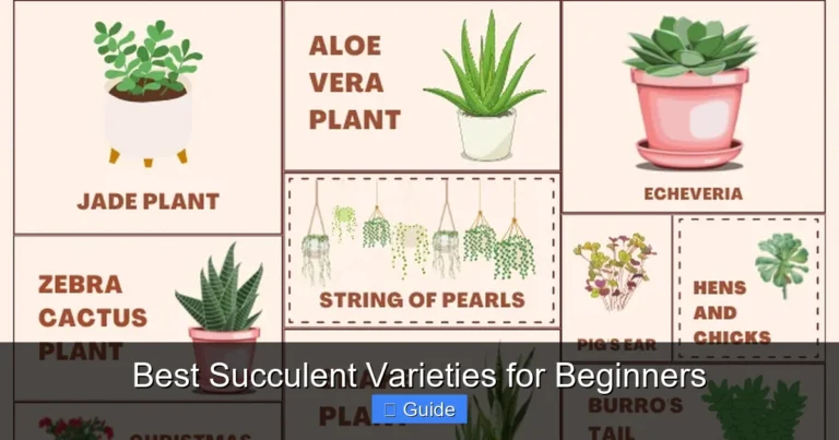 Best Succulent Varieties for Beginners