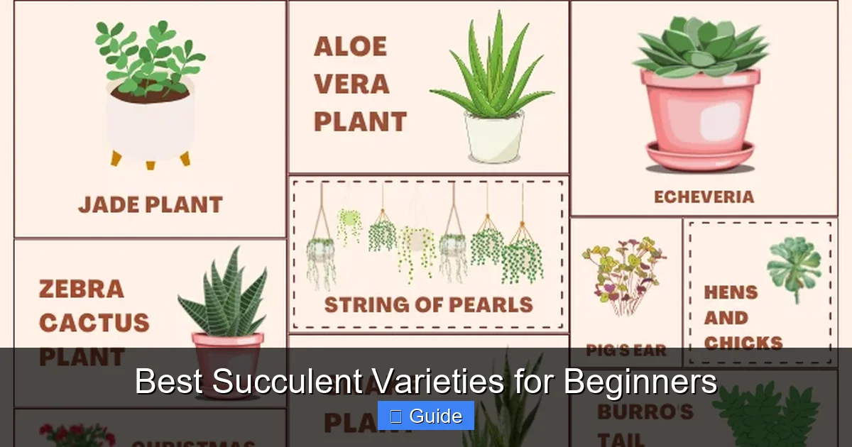 Best Succulent Varieties for Beginners