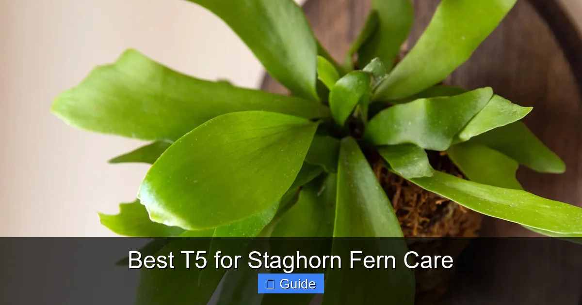 Best T5 for Staghorn Fern Care