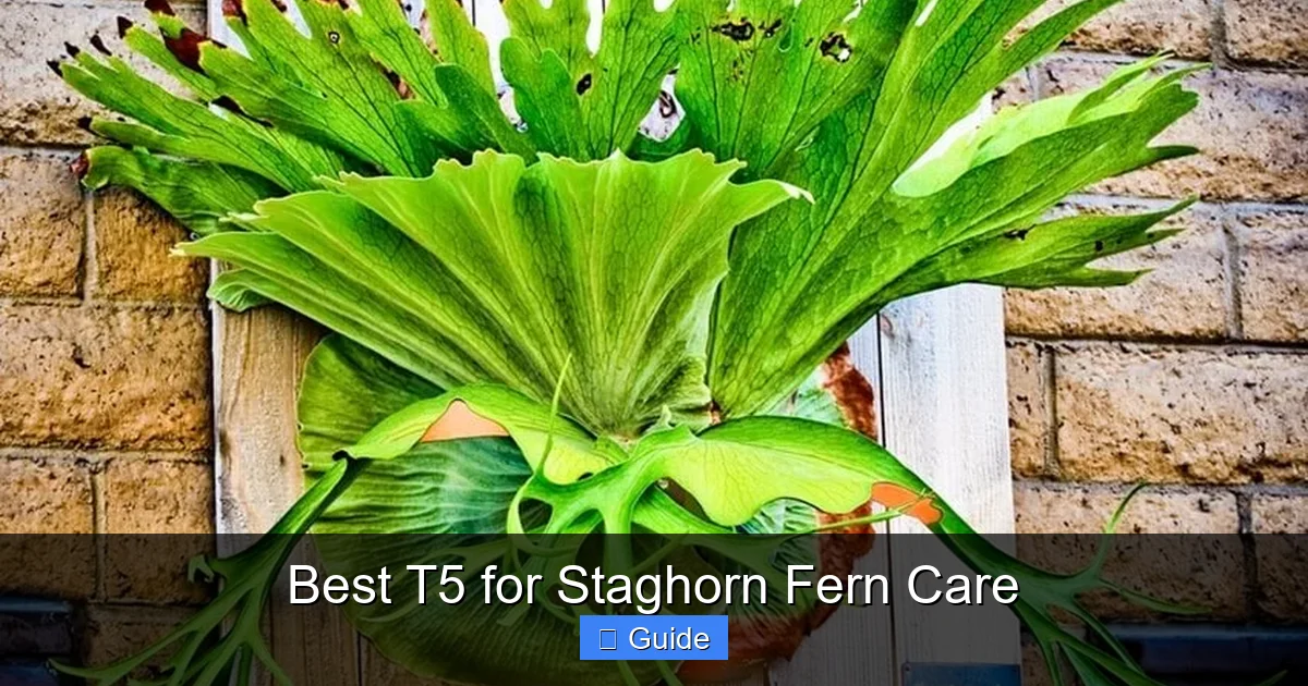 Best T5 for Staghorn Fern Care