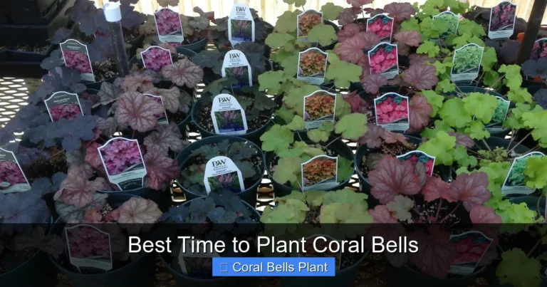 Best Time to Plant Coral Bells
