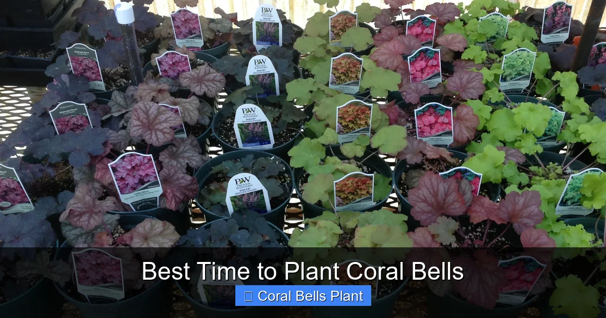 Best Time to Plant Coral Bells
