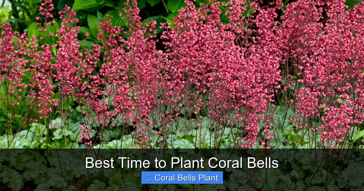 Best Time to Plant Coral Bells