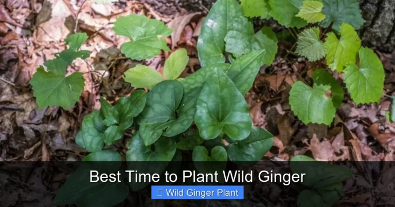 Best Time to Plant Wild Ginger