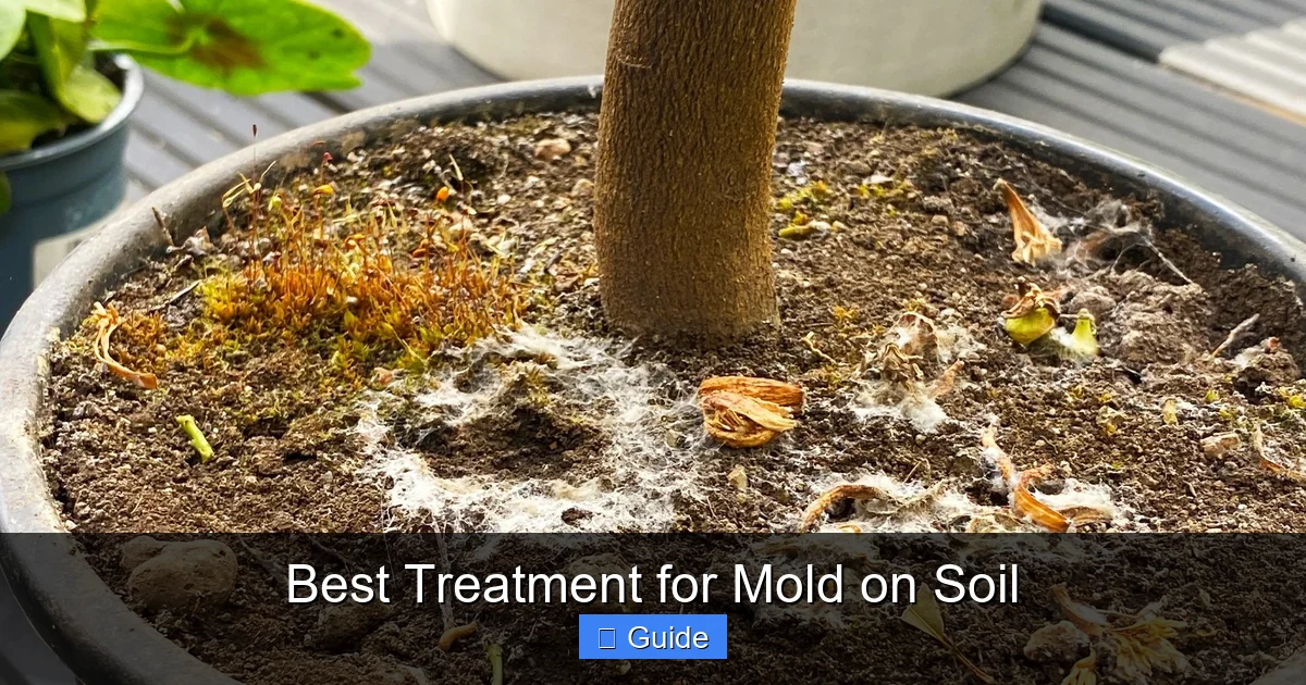 Best Treatment for Mold on Soil