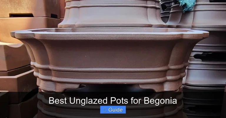 Best Unglazed Pots for Begonia