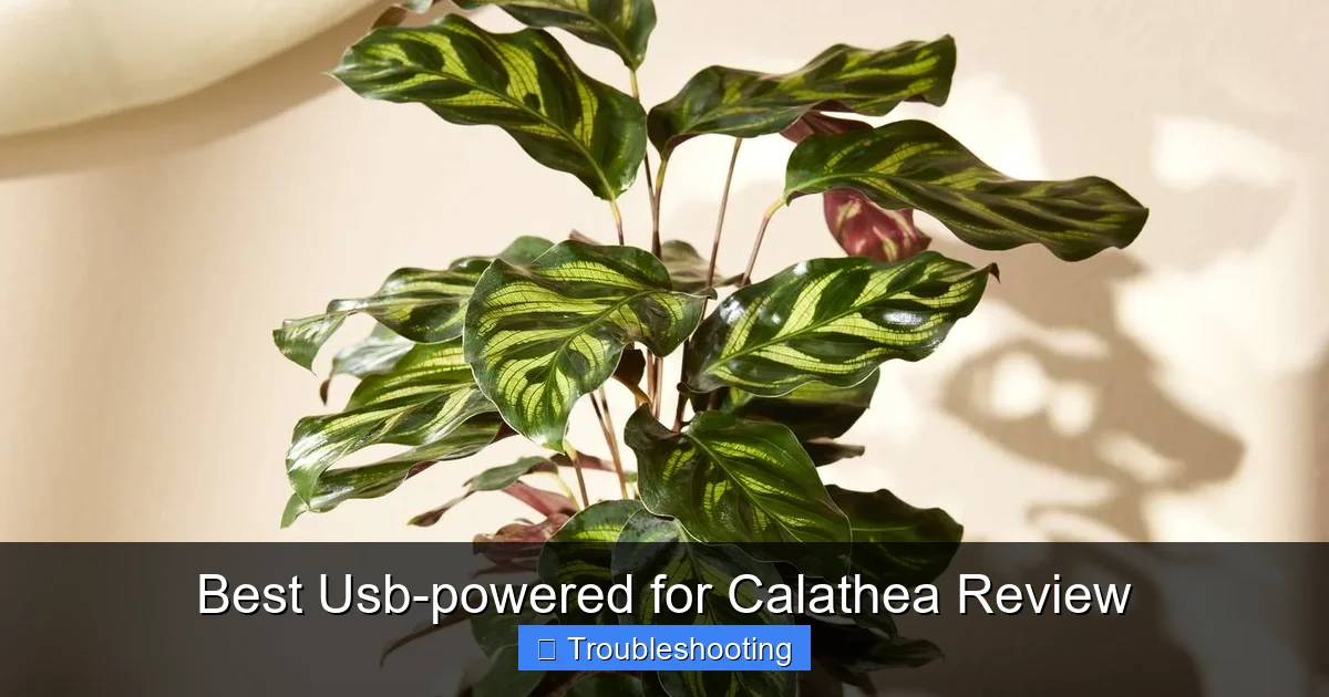 Best Usb-powered for Calathea Review