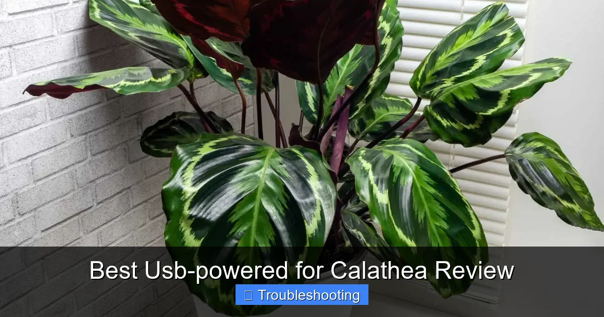 Best Usb-powered for Calathea Review