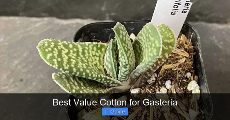 Best Value Cotton for Gasteria