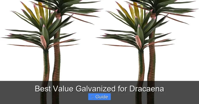 Best Value Galvanized for Dracaena