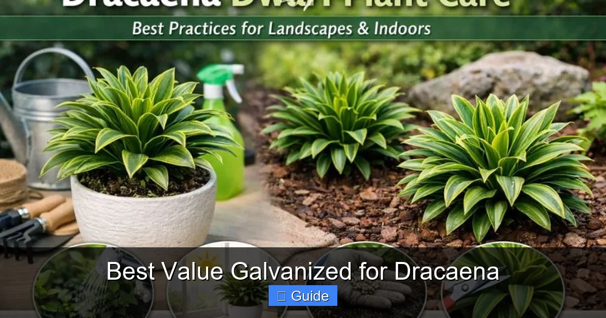 Best Value Galvanized for Dracaena