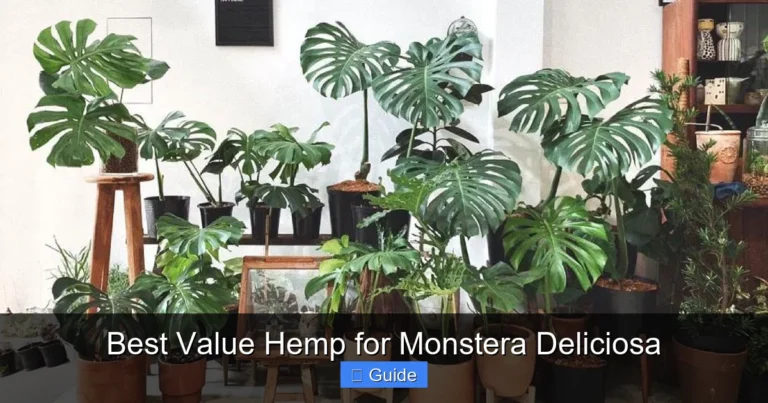 Best Value Hemp for Monstera Deliciosa