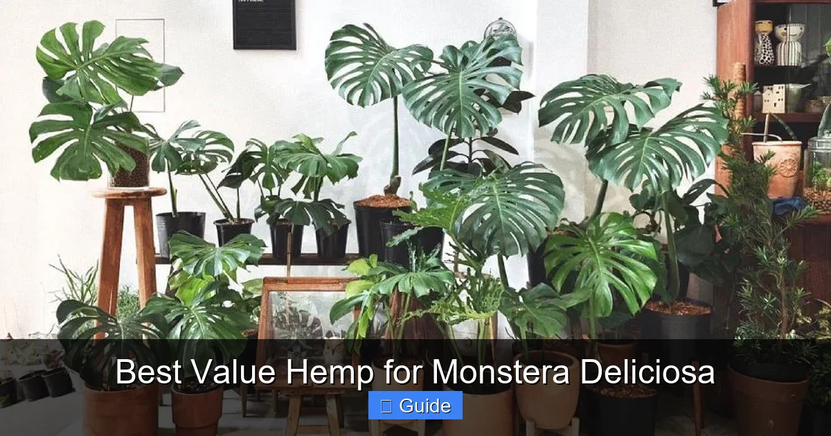 Best Value Hemp for Monstera Deliciosa