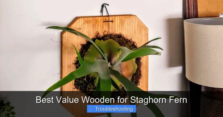 Best Value Wooden for Staghorn Fern