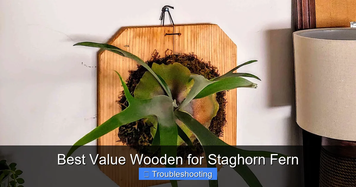 Best Value Wooden for Staghorn Fern