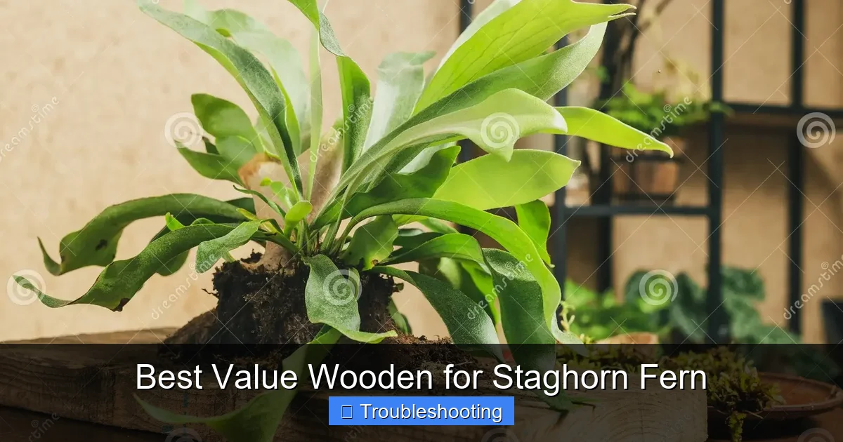 Best Value Wooden for Staghorn Fern