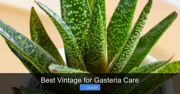 Best Vintage for Gasteria Care