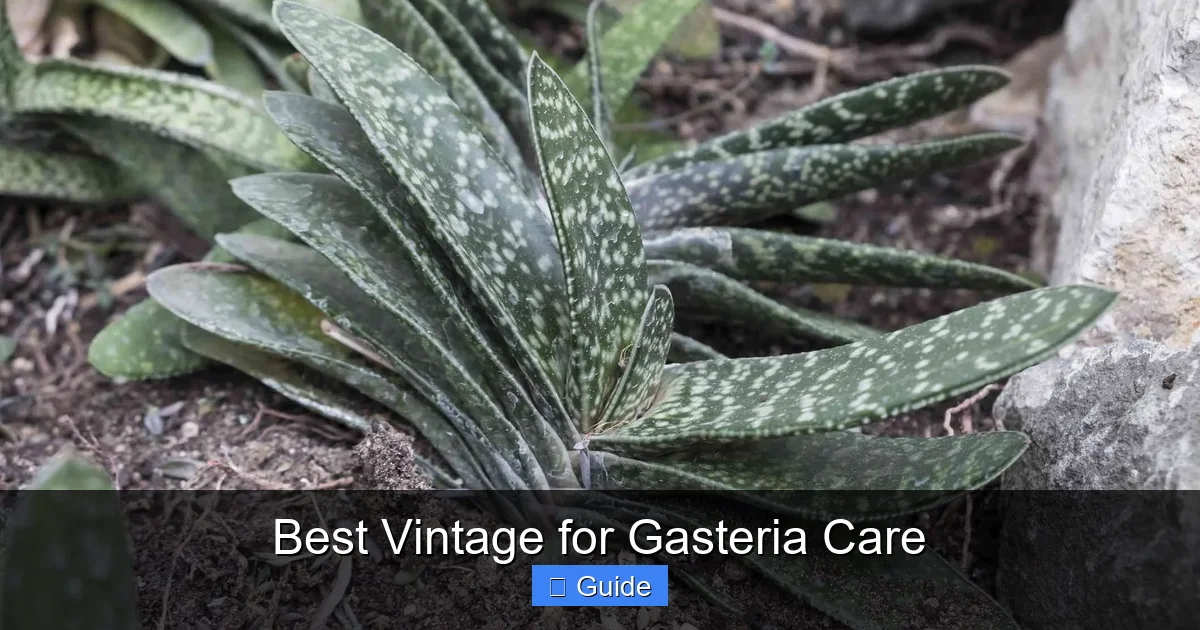 Best Vintage for Gasteria Care