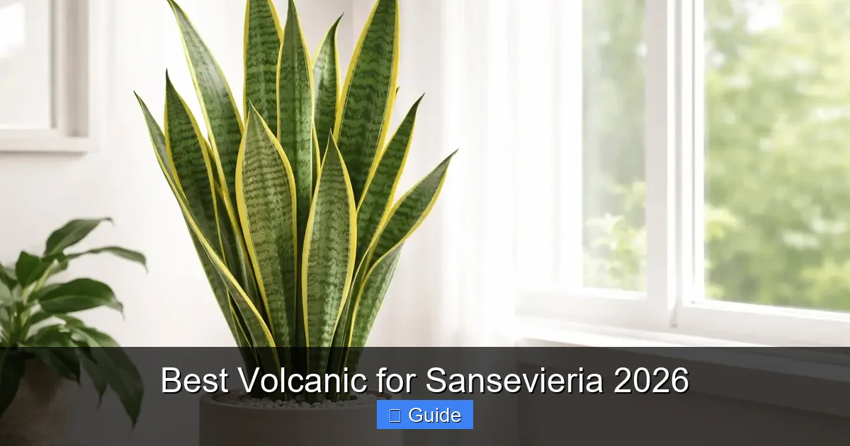 Best Volcanic for Sansevieria 2026