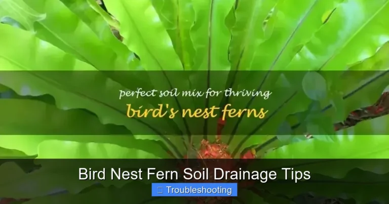 Bird Nest Fern Soil Drainage Tips