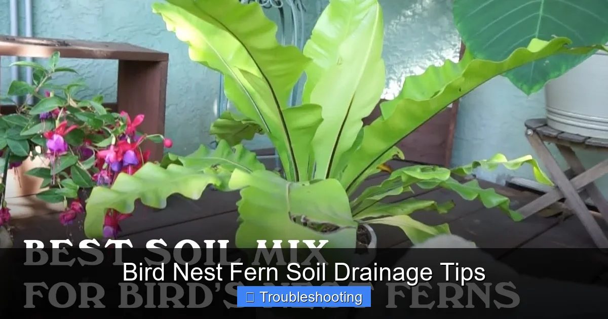 Bird Nest Fern Soil Drainage Tips