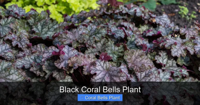 Black Coral Bells Plant
