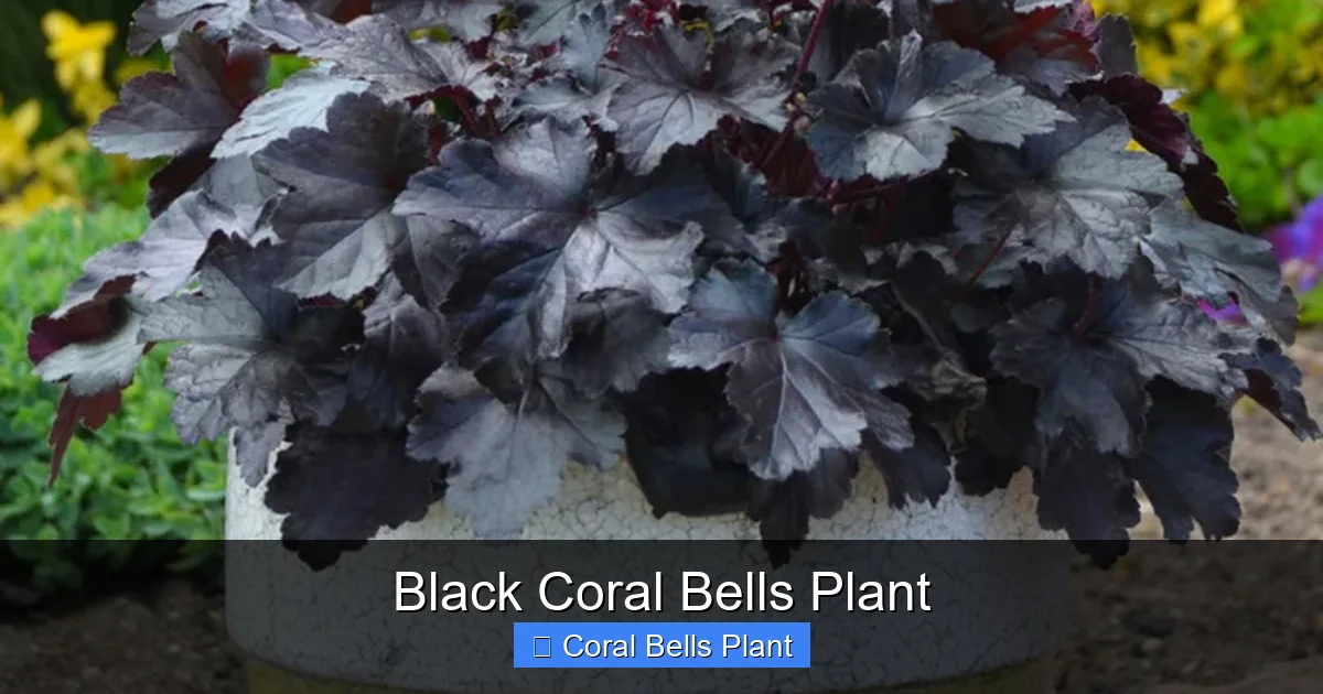 Black Coral Bells Plant