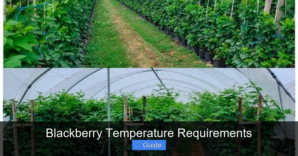 Blackberry Temperature Requirements