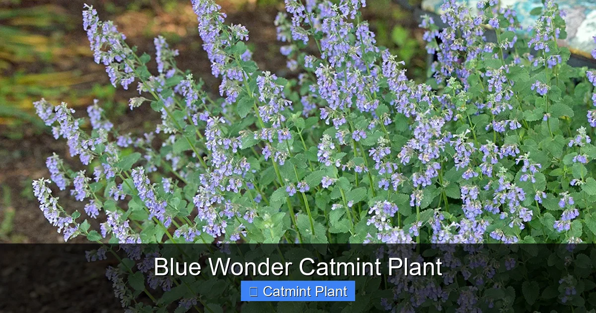 Blue Wonder Catmint Plant