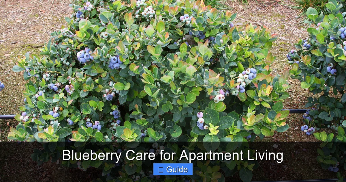 Blueberry Care for Apartment Living
