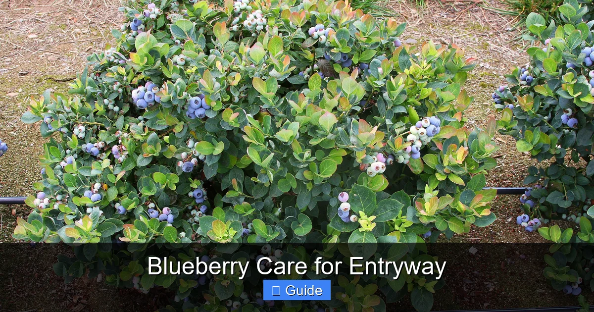 Blueberry Care for Entryway