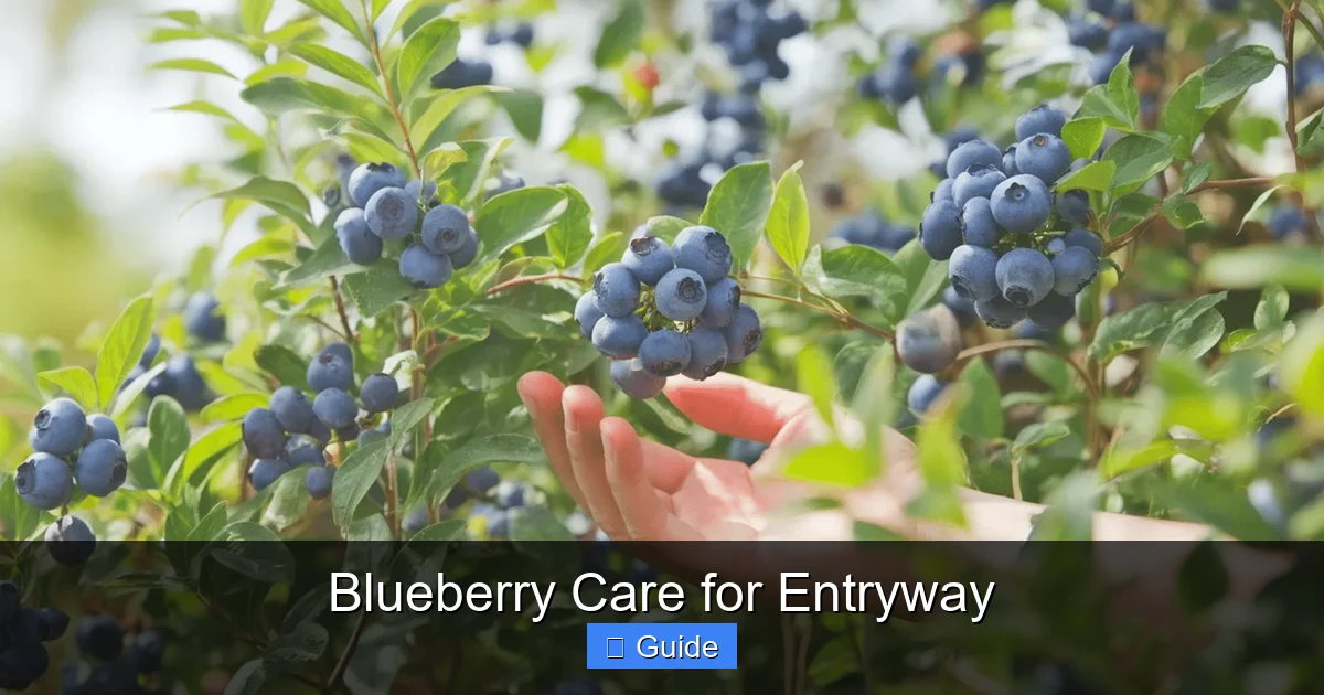 Blueberry Care for Entryway
