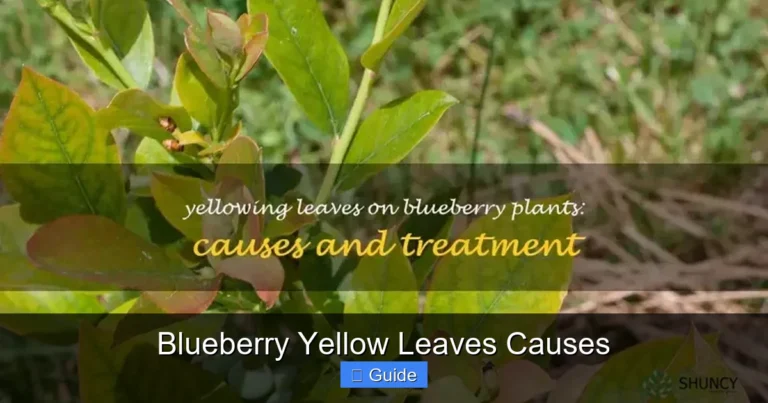 Blueberry Yellow Leaves Causes