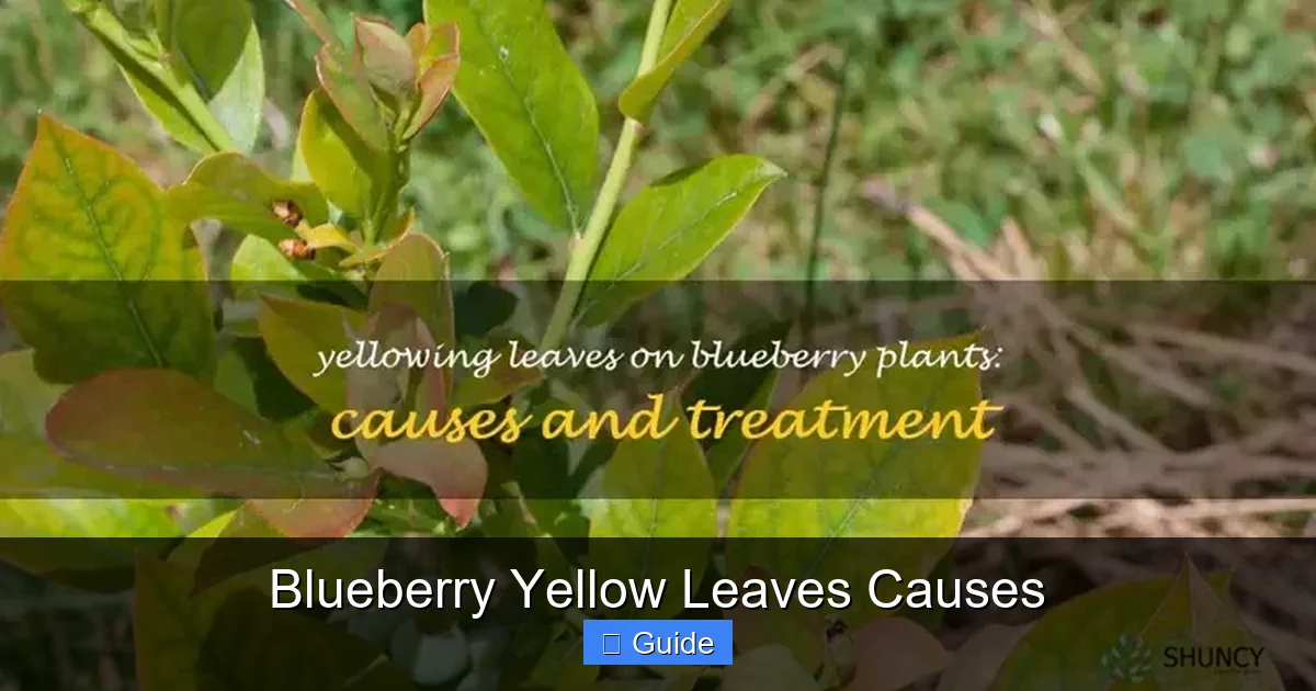Blueberry Yellow Leaves Causes