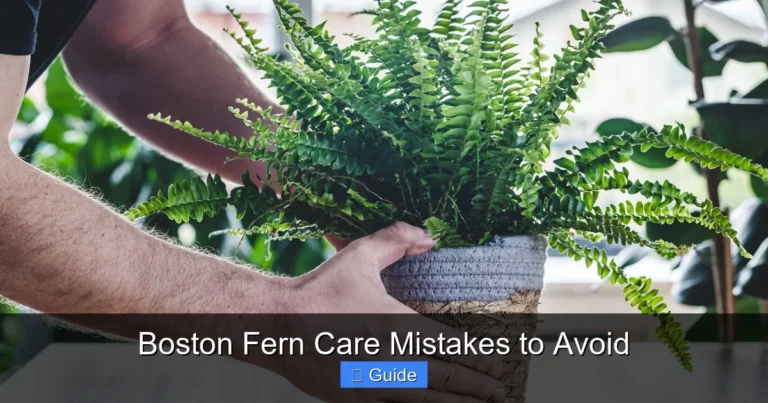 Boston Fern Care Mistakes to Avoid