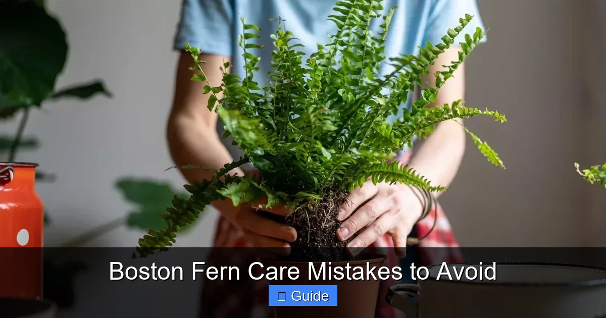 Boston Fern Care Mistakes to Avoid