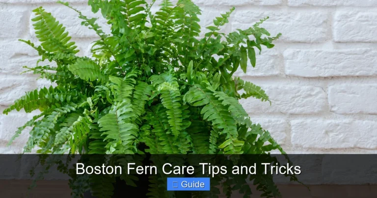 Boston Fern Care Tips and Tricks