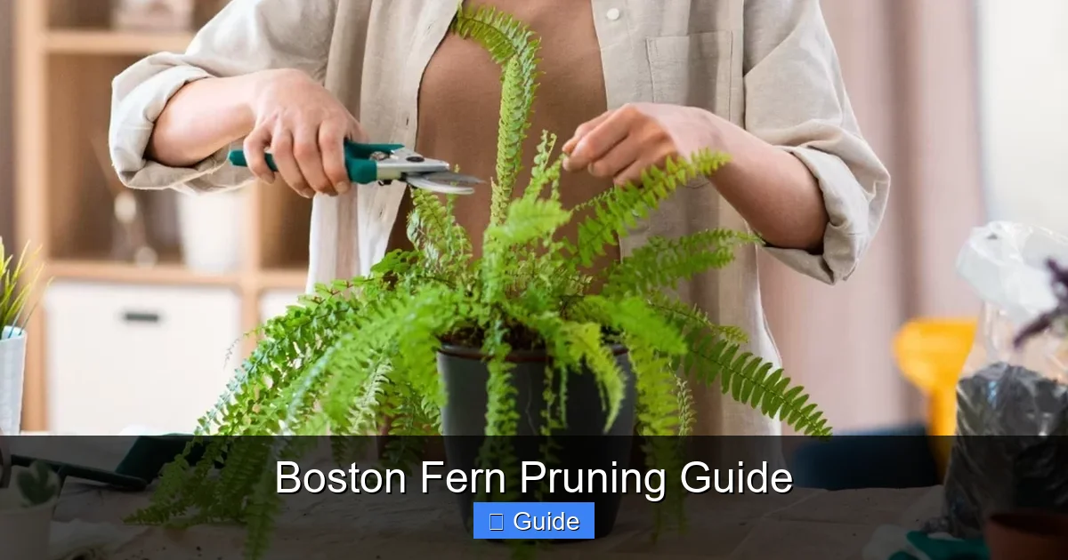 Boston Fern Pruning Guide