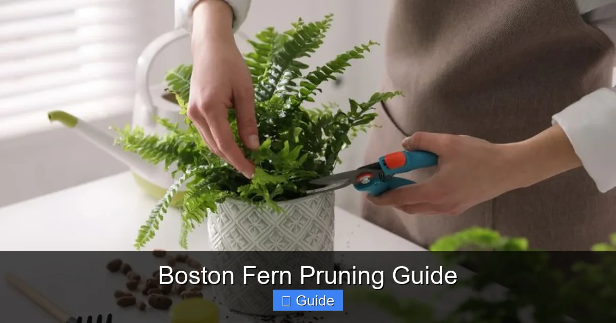 Boston Fern Pruning Guide