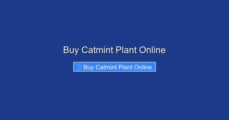 Buy Catmint Plant Online