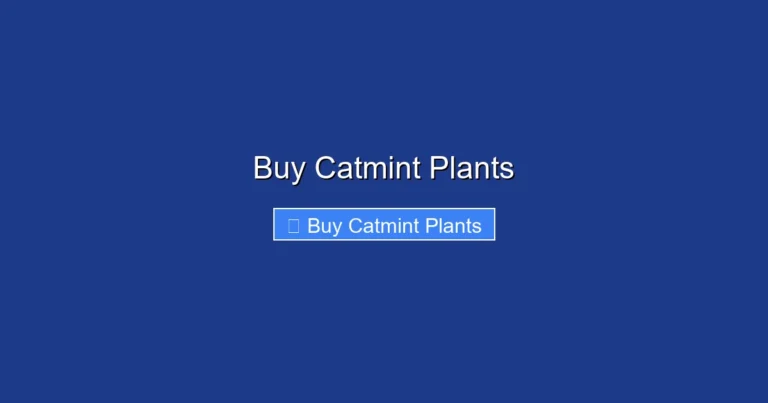 Buy Catmint Plants